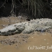 crocodile_american_tar_h_1484_cos2487.jpg